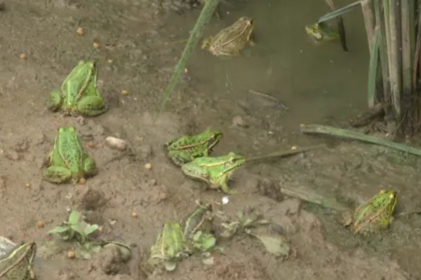 养青蛙要办哪些证件，要办理养殖证、营业执照等