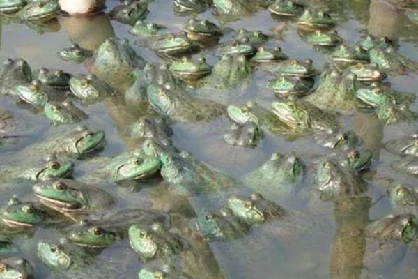 养青蛙要办哪些证件，要办理养殖证、营业执照等