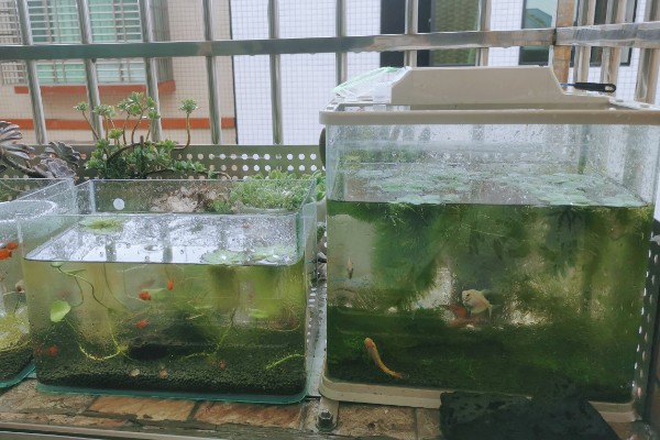 养青蛙要办哪些证件，要办理养殖证、营业执照等