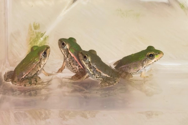 养青蛙要办哪些证件，要办理养殖证、营业执照等