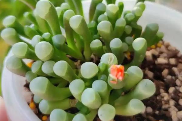 五十铃玉的养殖方法，喜欢在长日照的环境下生长