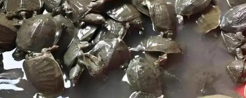 甲鱼喜欢深水吗，浅水适合它生长