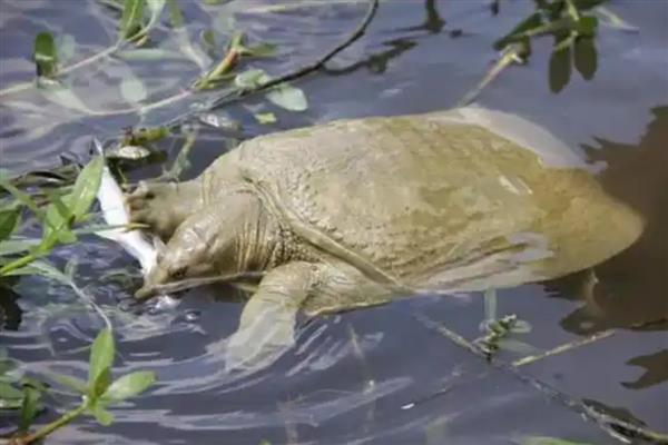 甲鱼喜欢深水吗，浅水适合它生长