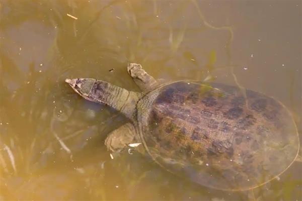 甲鱼喜欢深水吗，浅水适合它生长