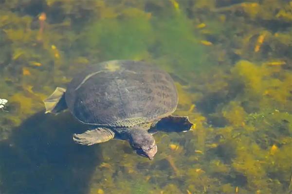 甲鱼喜欢深水吗，浅水适合它生长