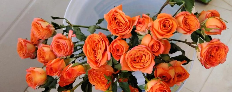玫瑰花的醒花步骤,需要先对花枝进行修剪