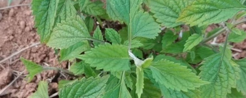 冬凌的种植技术，移植后要做好查苗补栽工作