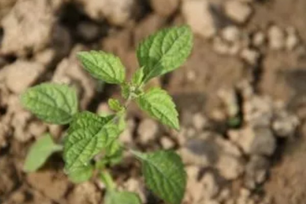 冬凌的种植技术，移植后要做好查苗补栽工作