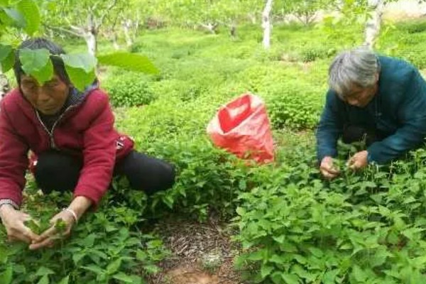 冬凌的种植技术，移植后要做好查苗补栽工作