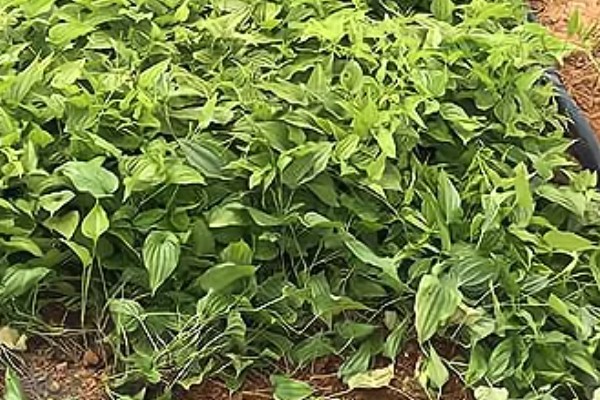 冬凌的种植技术，移植后要做好查苗补栽工作