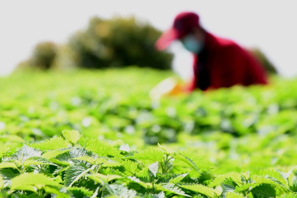 冬凌的种植技术，移植后要做好查苗补栽工作