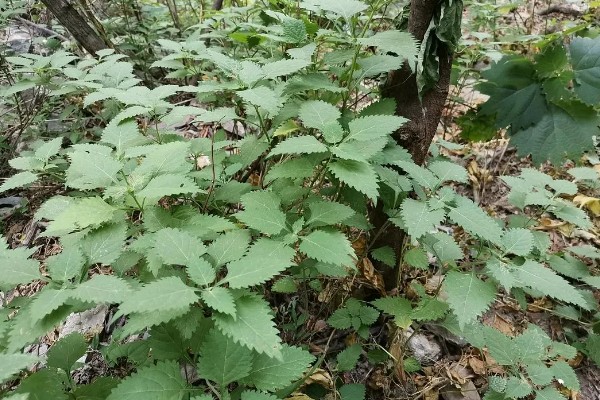 冬凌的种植技术，移植后要做好查苗补栽工作