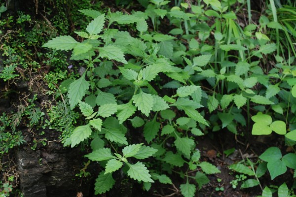 冬凌的种植技术，移植后要做好查苗补栽工作