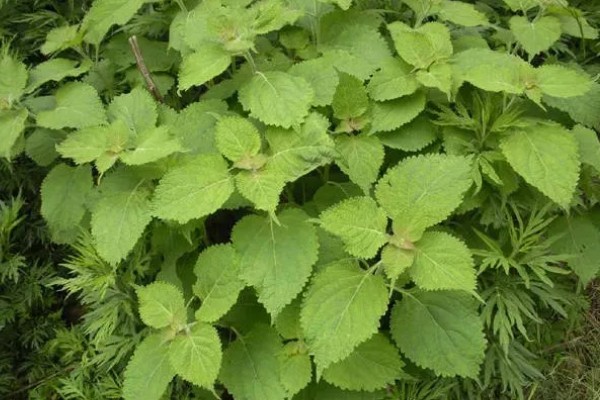冬凌的种植技术，移植后要做好查苗补栽工作