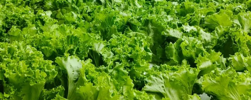 适合水培的蔬菜有哪些，常见的有生菜、木耳菜、紫背菜等