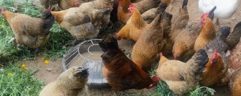 鸡的养殖技术，育雏30天后转移至大棚中养殖