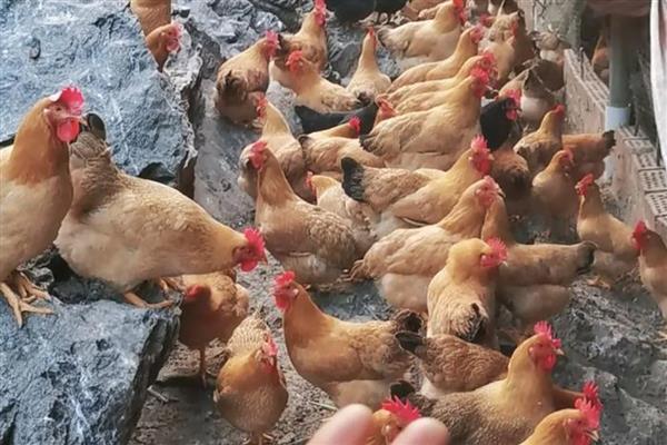 鸡的养殖技术，育雏30天后转移至大棚中养殖