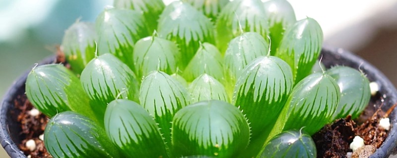怎么养帝玉露，喜欢温和一些的光照