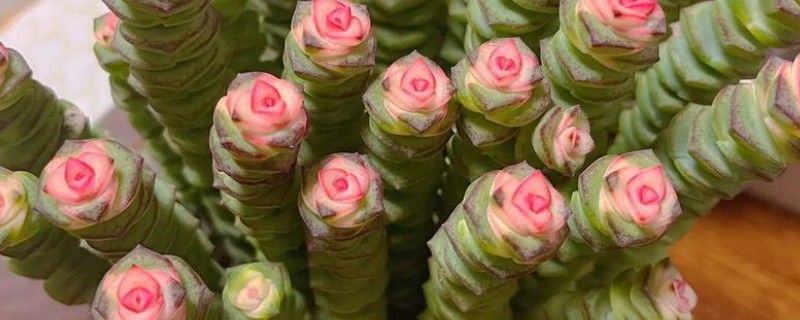 怎么养钱窜子花，应选择透气性好的瓦盆