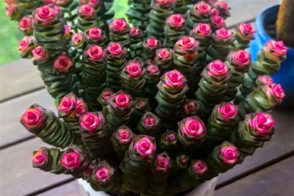 怎么养钱窜子花,应选择透气性好的瓦盆