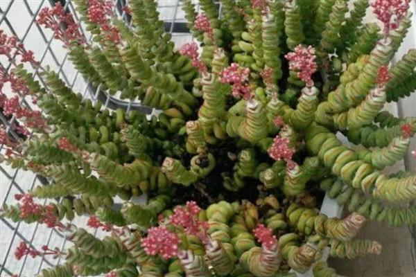 怎么养钱窜子花,应选择透气性好的瓦盆