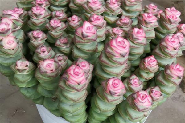 怎么养钱窜子花,应选择透气性好的瓦盆