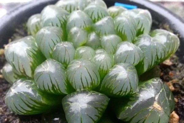 怎么养帝玉露，喜欢温和一些的光照