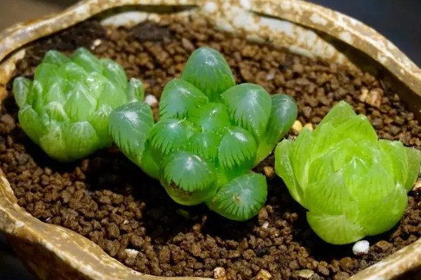 怎么养帝玉露，喜欢温和一些的光照