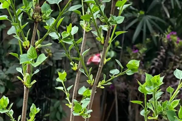 丁香不开花的原因是什么，可能是缺乏光照所致