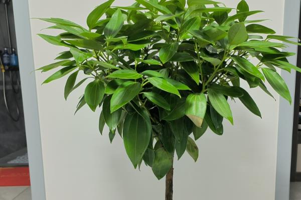 丁香不开花的原因是什么，可能是缺乏光照所致