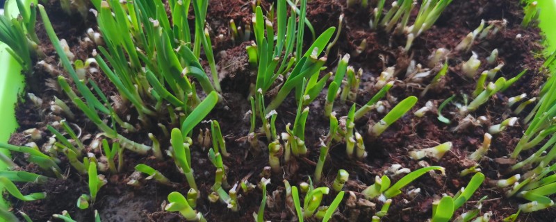 家庭适合种植什么蔬菜,可种植韭菜、黄瓜等