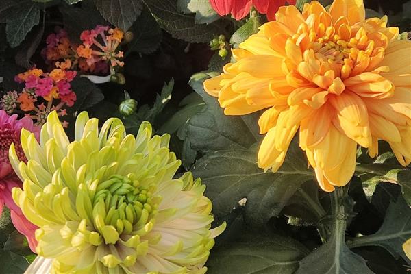 北方楼房适合养哪些花卉，可选择菊花、迎春花、龟背竹等品种