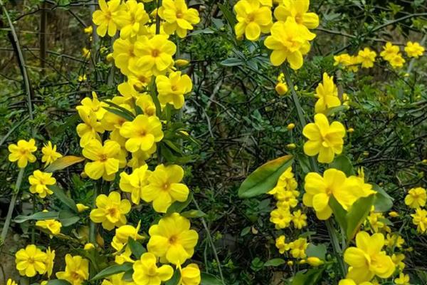 北方楼房适合养哪些花卉，可选择菊花、迎春花、龟背竹等品种