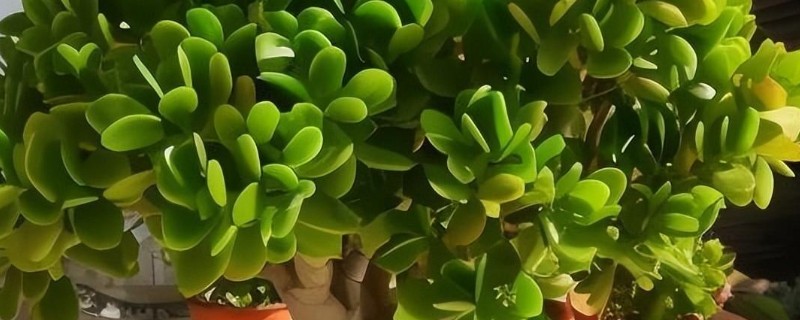 玉树怎么和长寿花嫁接，将接穗插入砧木中再包裹塑料薄膜可提高成活率