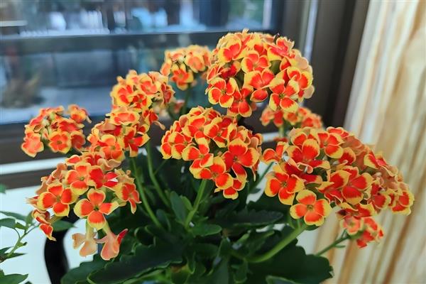 北方楼房适合养哪些花卉，可选择菊花、迎春花、龟背竹等品种