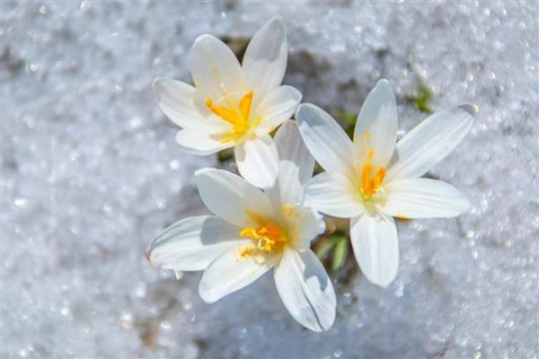 北方楼房适合养哪些花卉，可选择菊花、迎春花、龟背竹等品种