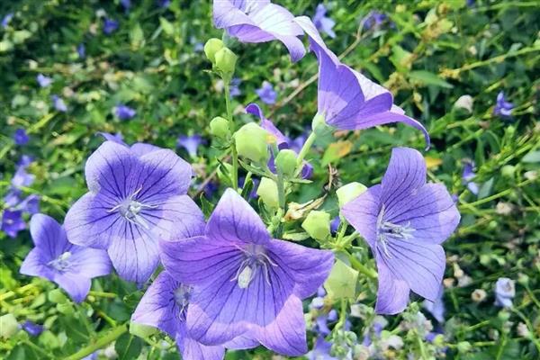北方楼房适合养哪些花卉，可选择菊花、迎春花、龟背竹等品种
