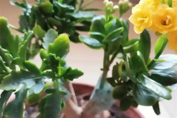 玉树怎么和长寿花嫁接，将接穗插入砧木中再包裹塑料薄膜可提高成活率