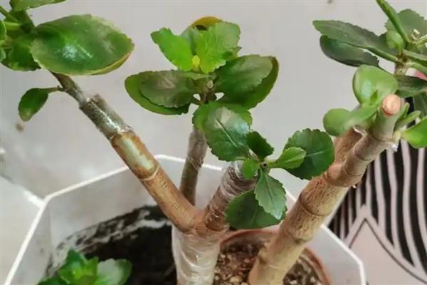 玉树怎么和长寿花嫁接，将接穗插入砧木中再包裹塑料薄膜可提高成活率