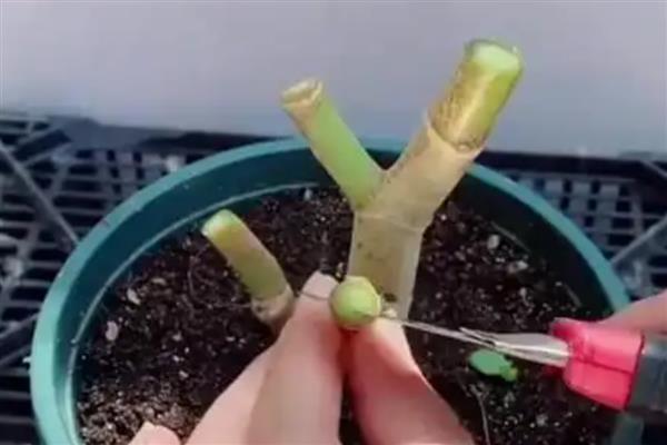 玉树怎么和长寿花嫁接，将接穗插入砧木中再包裹塑料薄膜可提高成活率