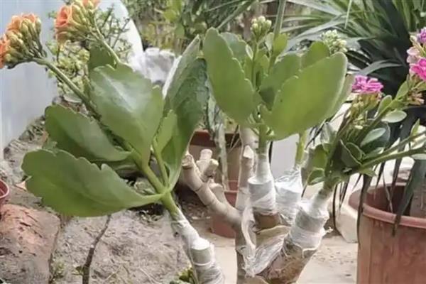 玉树怎么和长寿花嫁接，将接穗插入砧木中再包裹塑料薄膜可提高成活率
