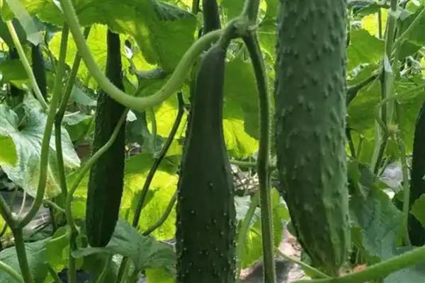 家庭适合种植什么蔬菜，可种植韭菜、黄瓜等