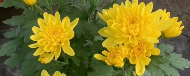 北方楼房适合养哪些花卉，可选择菊花、迎春花、龟背竹等品种