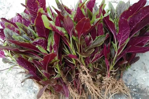 家庭适合种植什么蔬菜，可种植韭菜、黄瓜等