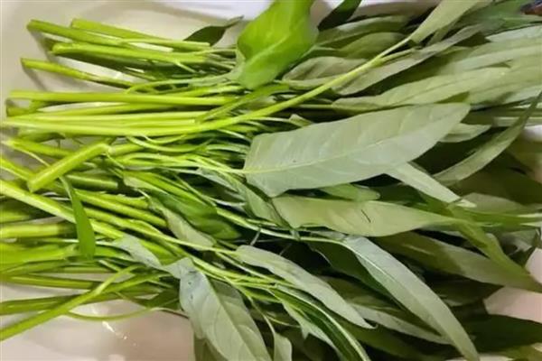 家庭适合种植什么蔬菜，可种植韭菜、黄瓜等