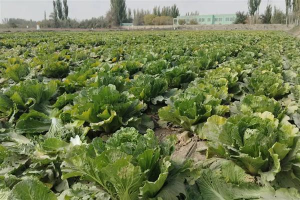 家庭适合种植什么蔬菜，可种植韭菜、黄瓜等