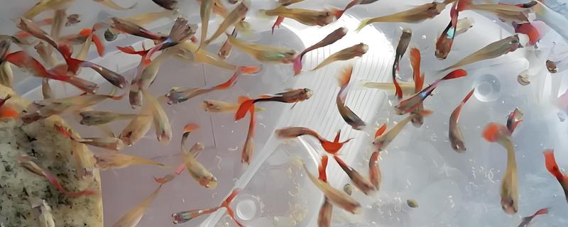 如何饲养刚生的小鱼，保持恒定的水温有利于它健康生长