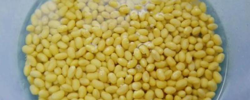 黄豆水发酵多久能浇花,14-21天后即可