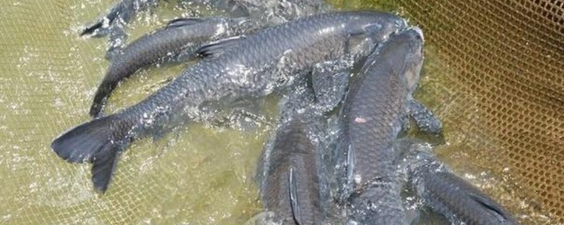 青鱼吃什么，喜食螺蛳