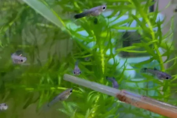 如何饲养刚生的小鱼，保持恒定的水温有利于它健康生长